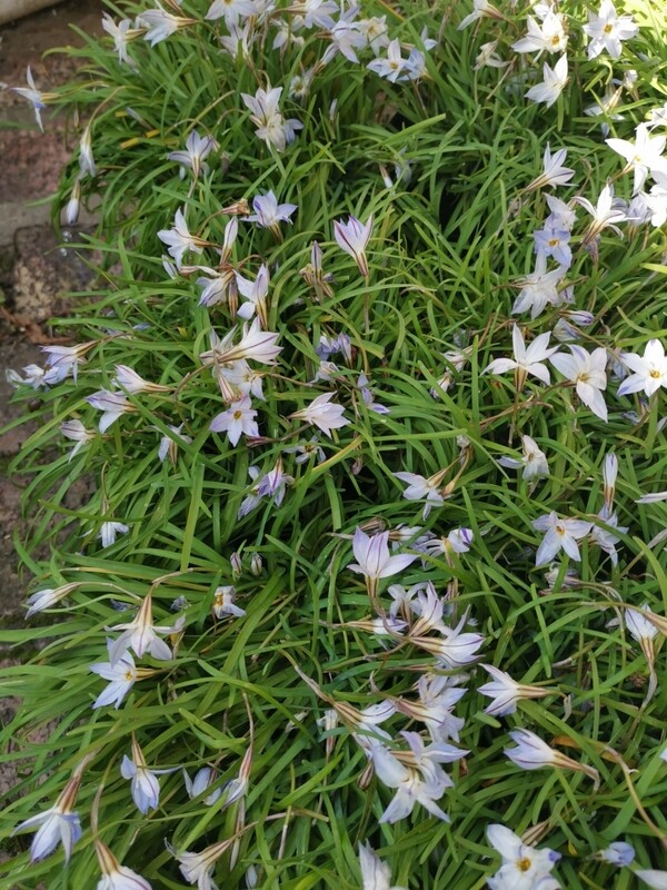 Ipheon uniflorum Spring Star