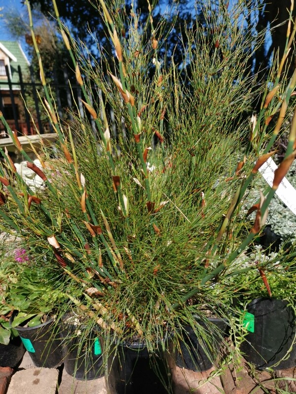 Elegia Capensis