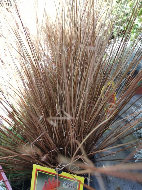 Carex Buchananii Red Rooster 15cm