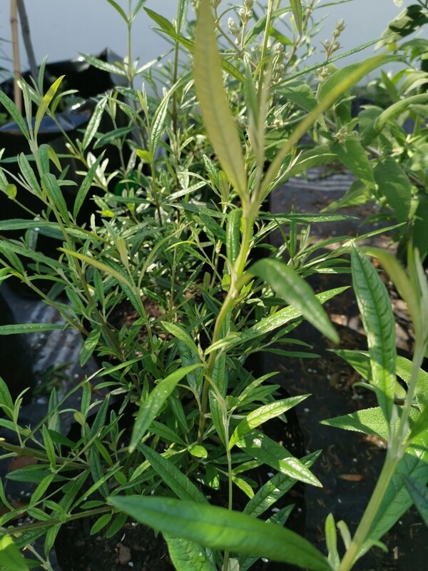 Buddleja saligna