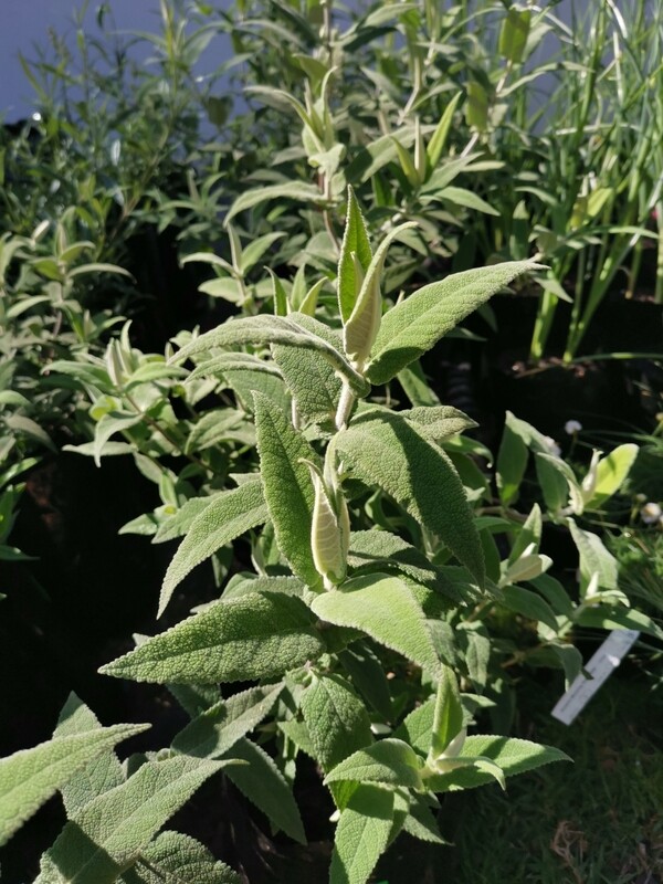 Buddleja salvifolia