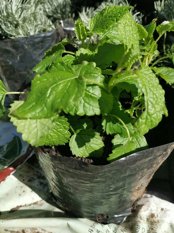 Herb Lemon balm