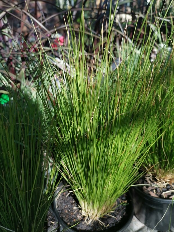 Miscanthus sinensis gracillimus