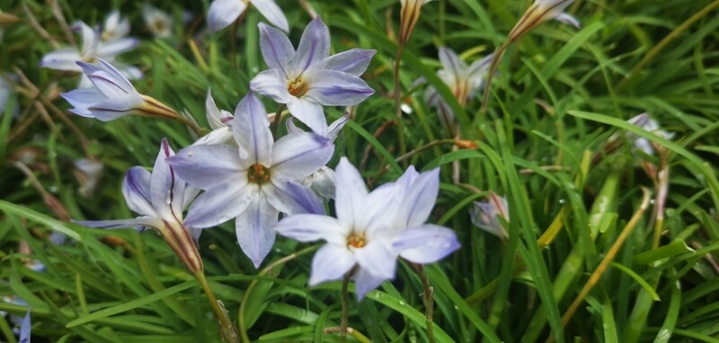 Ipheon uniflorum Spring Star