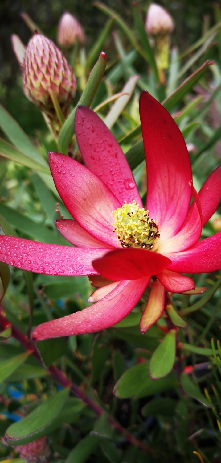 Leucadendron Safari Sunset