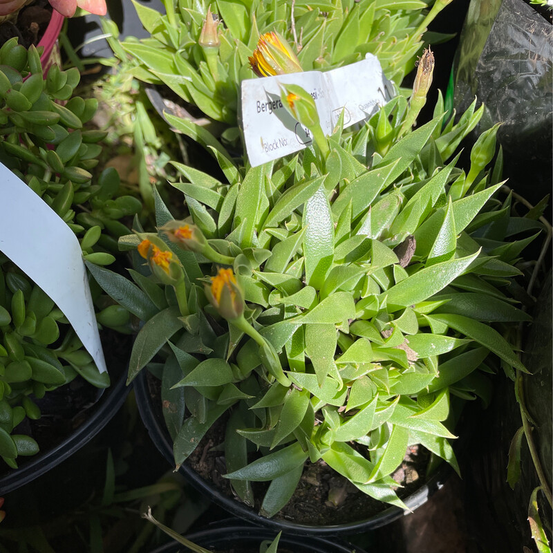 Bergeranthus Jamesii