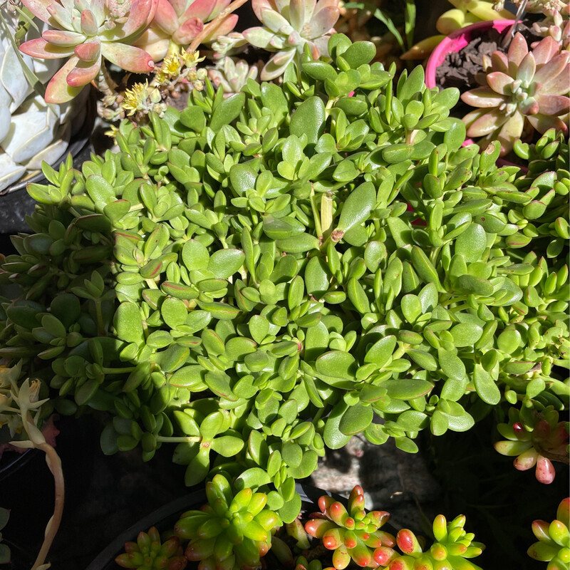 Crassula Compacta Nana Green