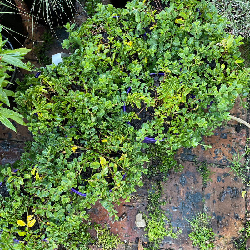 Convolvulus Mauritanicus