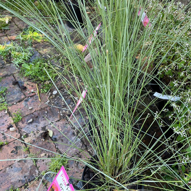 Muhlenbergia Cappilaris