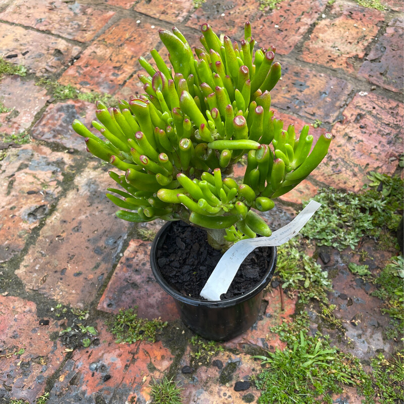 Crassula Ovata ‘Lady’s Fingers’