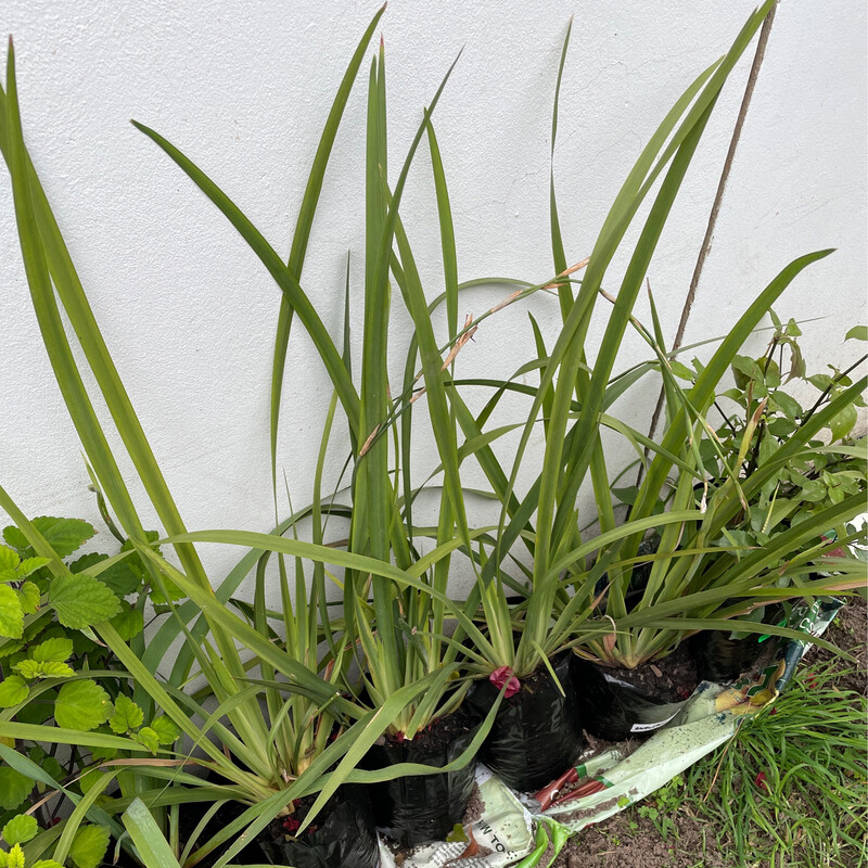 Dietes White