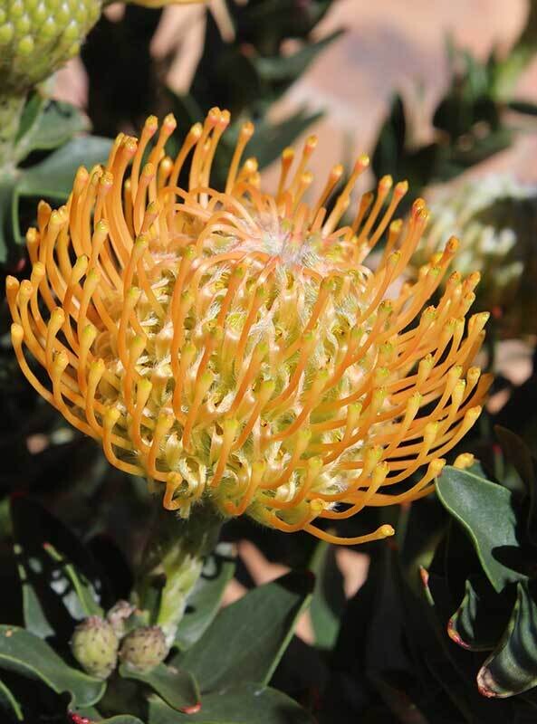 Leucospermum Ayoba Sun