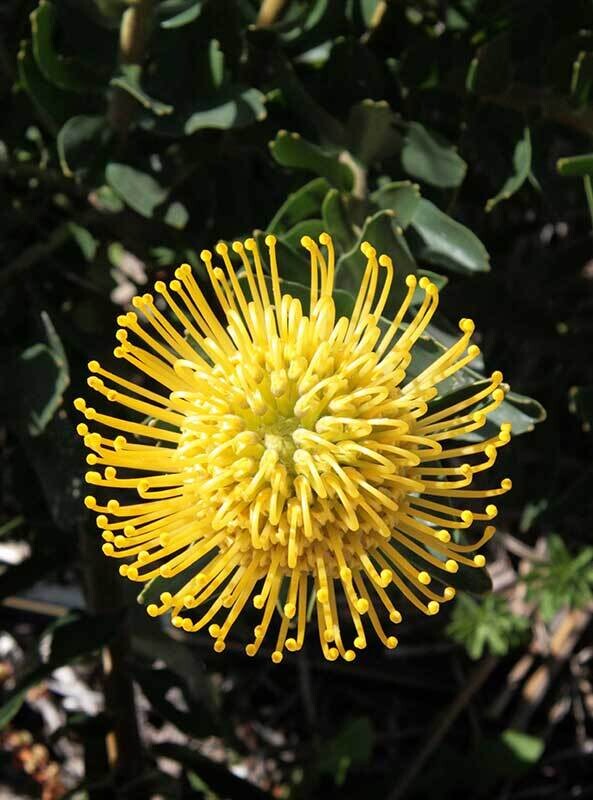 Leucospermum High Gold