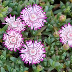 Ruschia Lineolata Pink