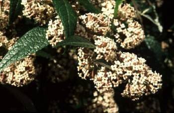 Buddleja auriculata