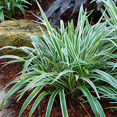 Dianella Tasmanica Var.