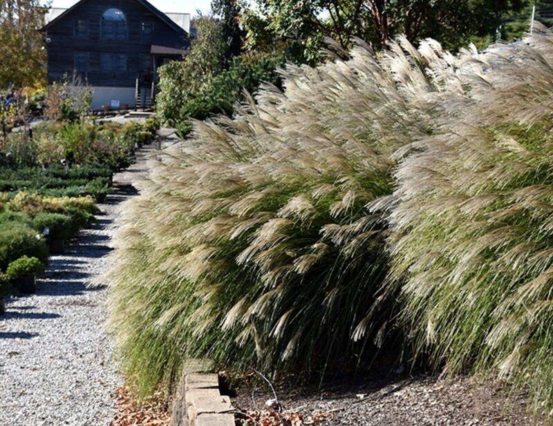 Miscanthus sinensis gracillimus
