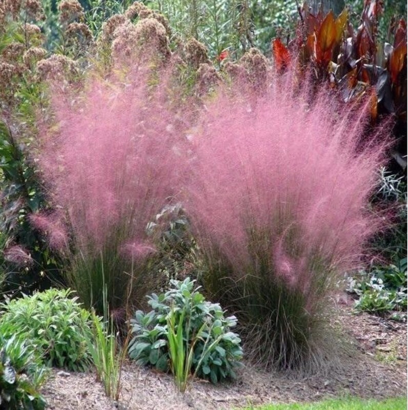 Muhlenbergia Cappilaris
