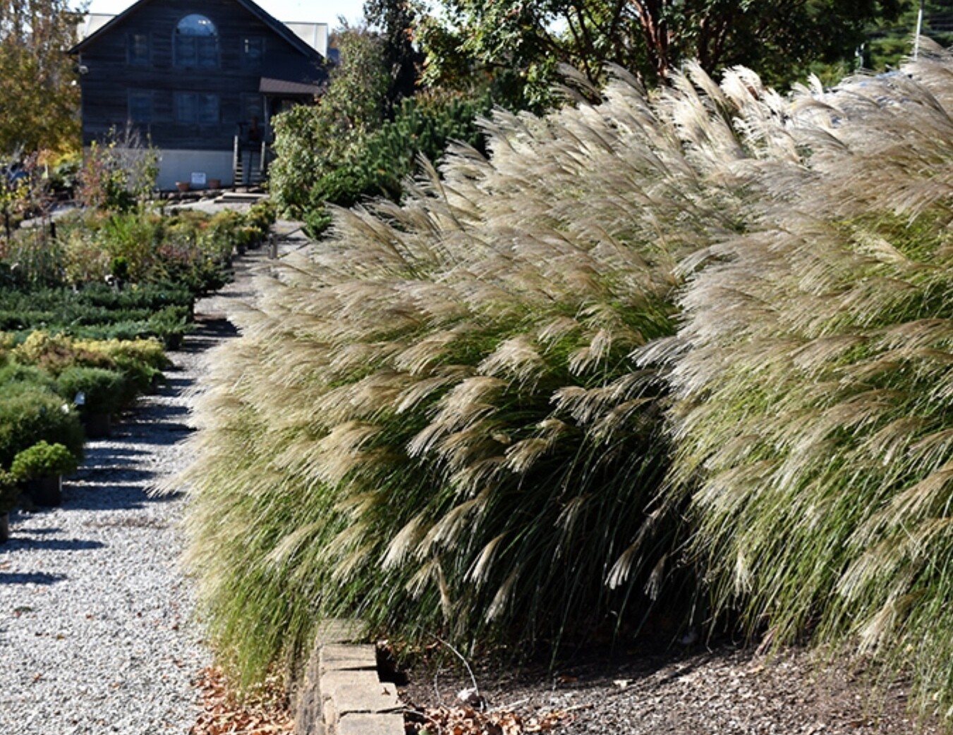 Miscanthus sinensis gracillimus