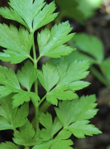 Parsley Flat Leaf