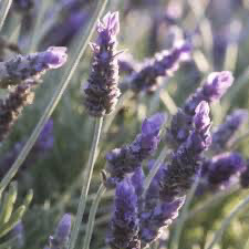 Lavandula Angustifolia Margaret Roberts