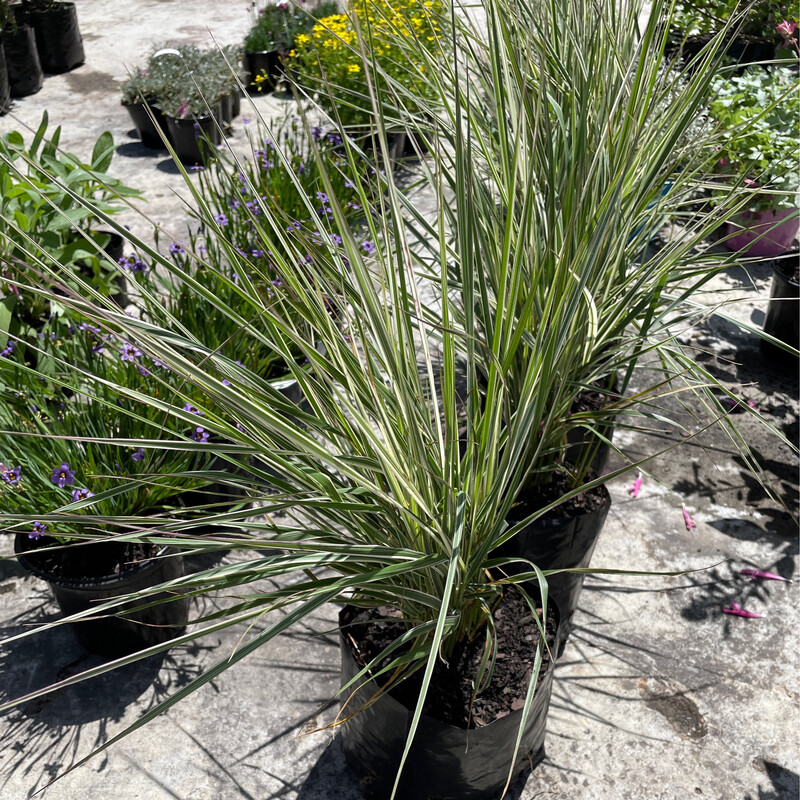 Deschampsia Cespitosa ‘Northern Lights’