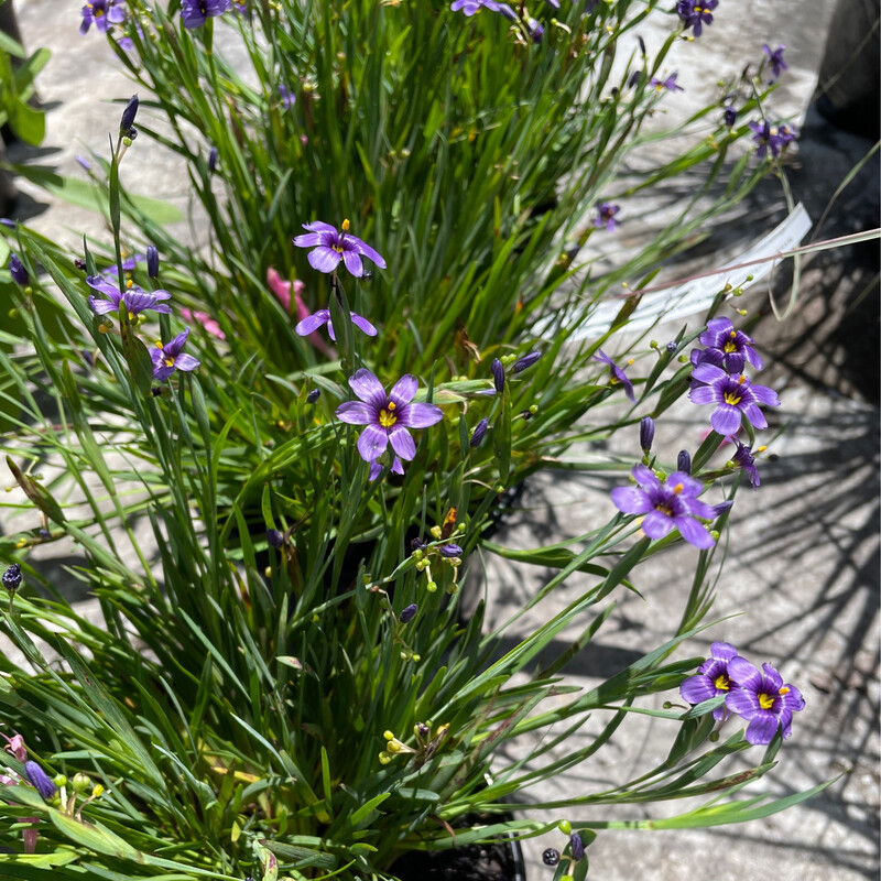 Sisyrinchium ‘Blue Eyed Grass’