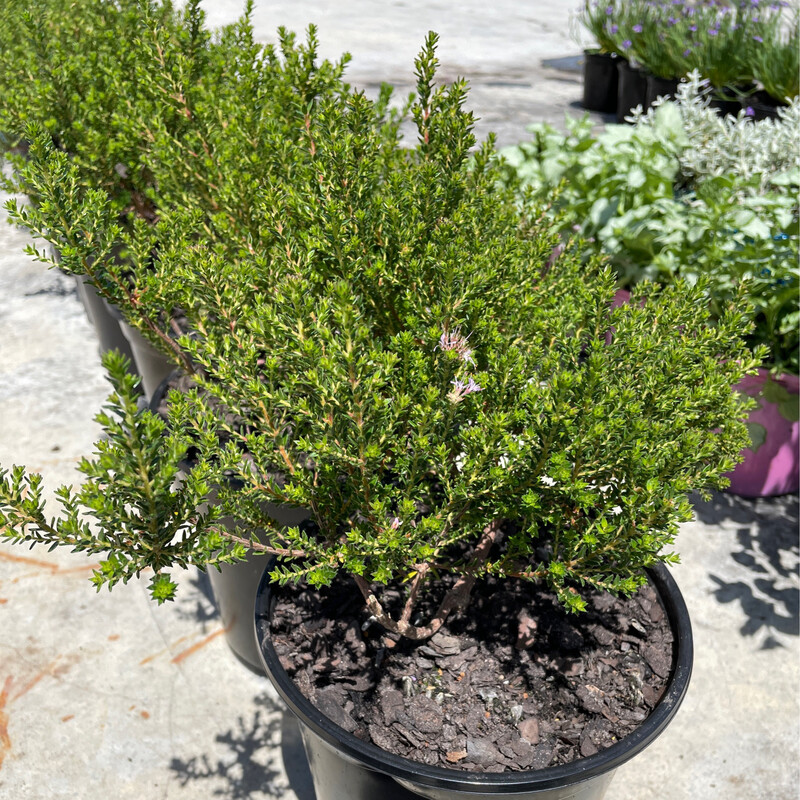 Agathosma Glabrata