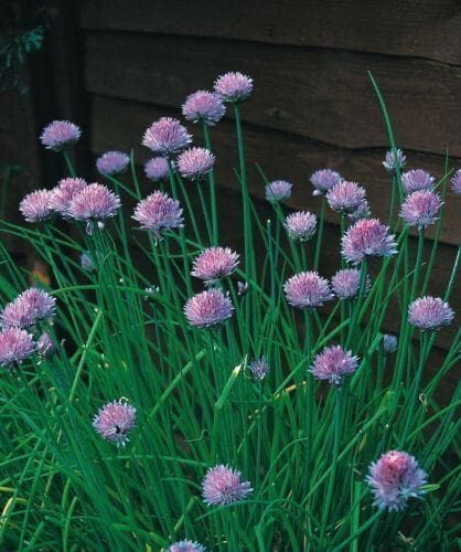 Chives