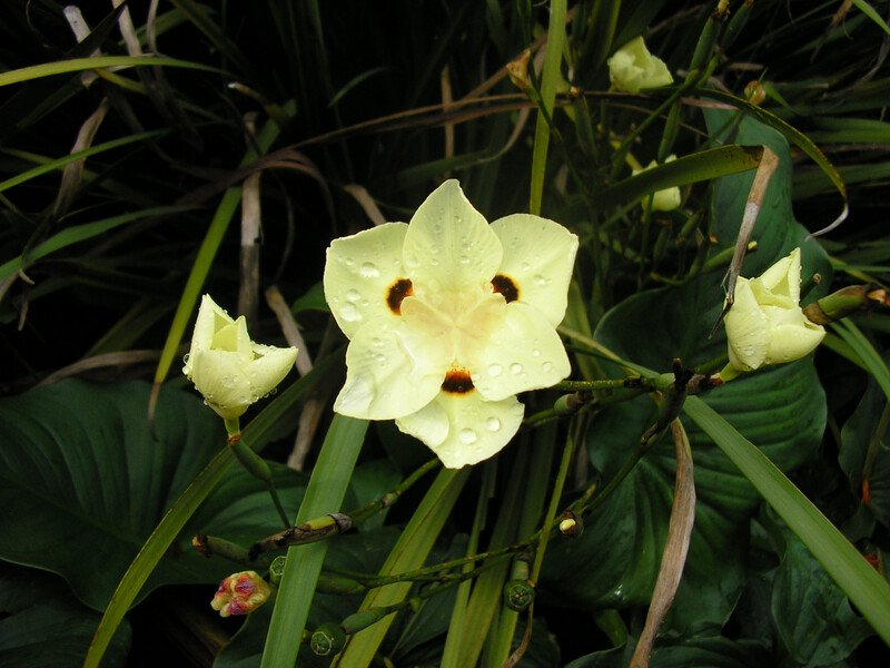 Dietes Bicolour Yellow