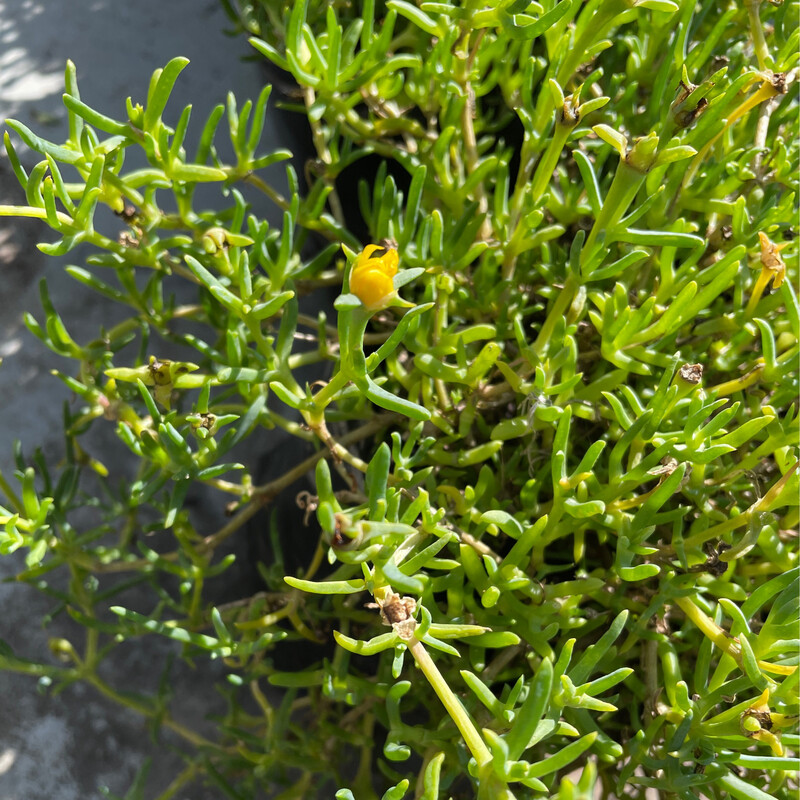 Lampranthus Sunshine