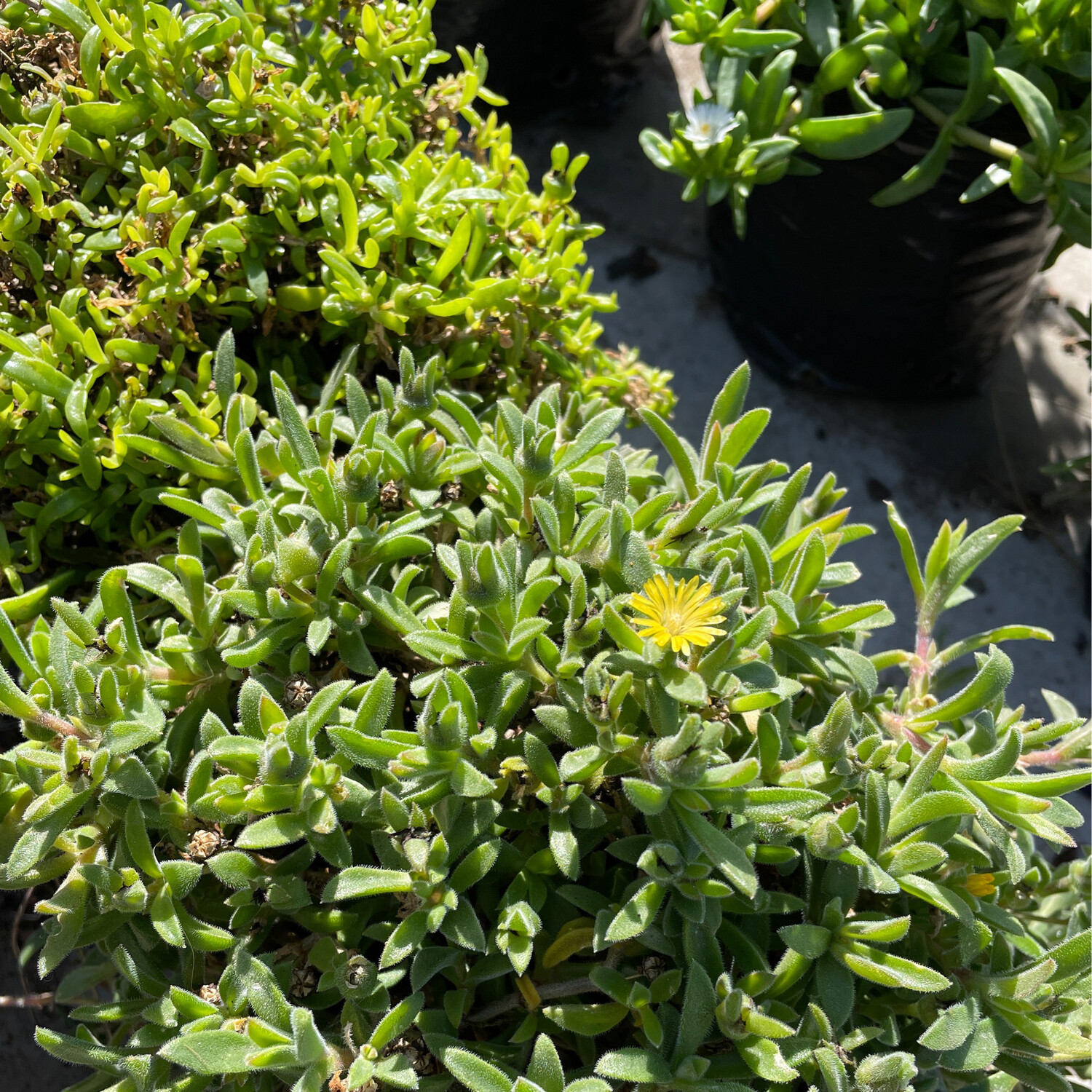 Lampranthus Small Yellow
