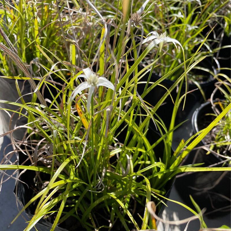 Dichromena Colorata