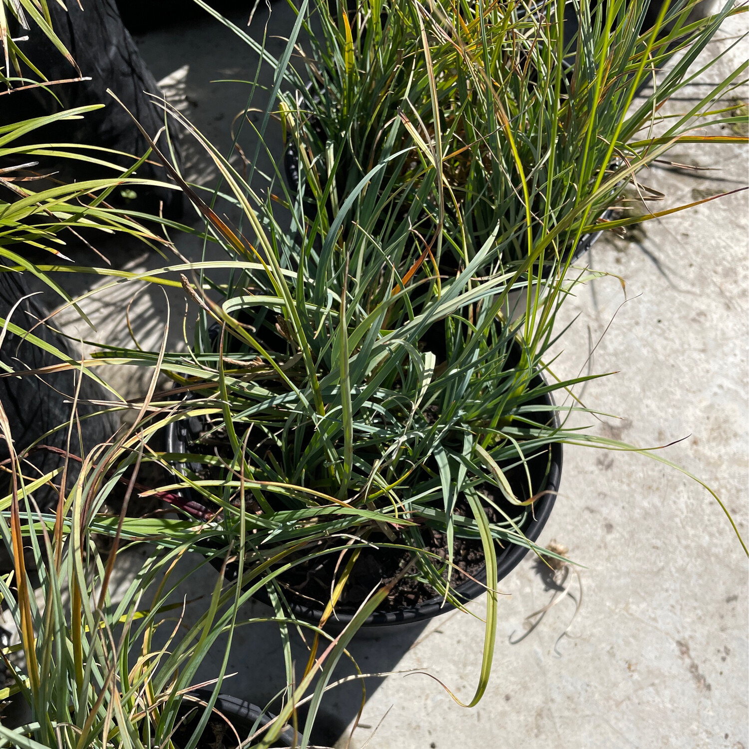 Carex China blue