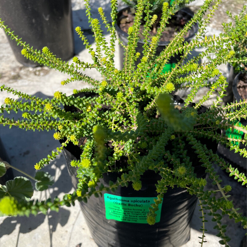 Agathosma Apiculata