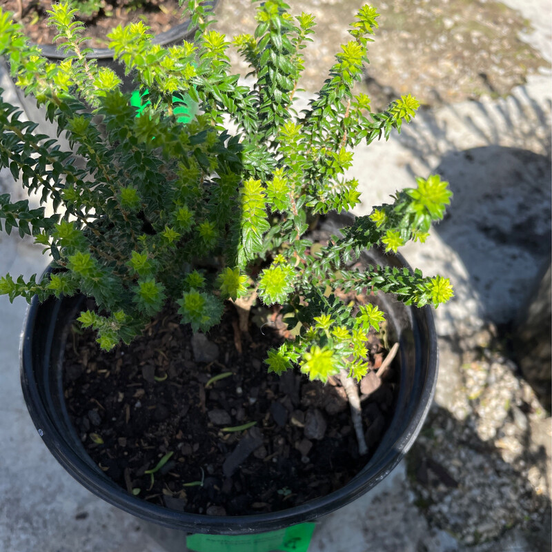 Agathosma Serpyllacea