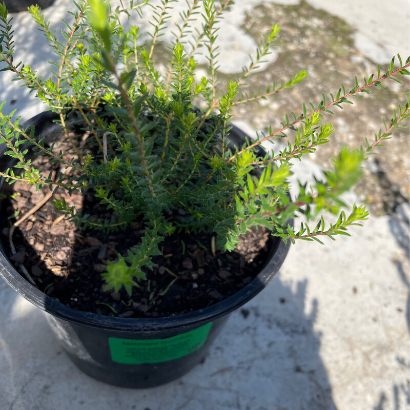 Agathosma Cerefolium