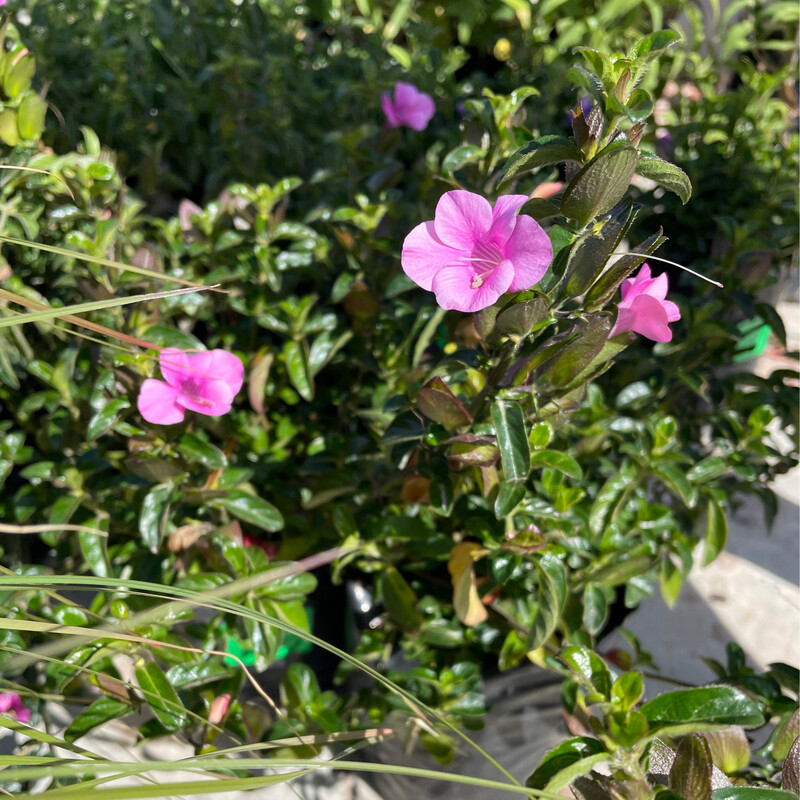 Barleria Repens Tickle Pink