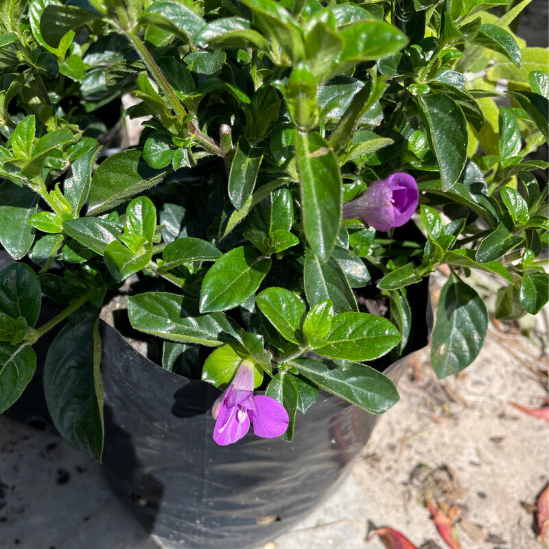 Barleria Repens Purple Prince