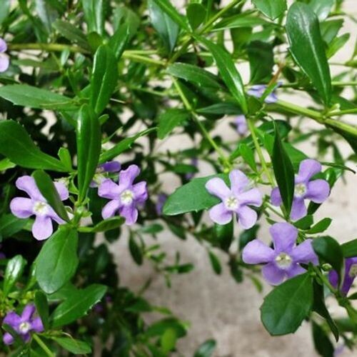 Freylinia tropical blue