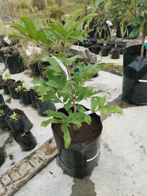 Deinbollia oblongifolia 20L