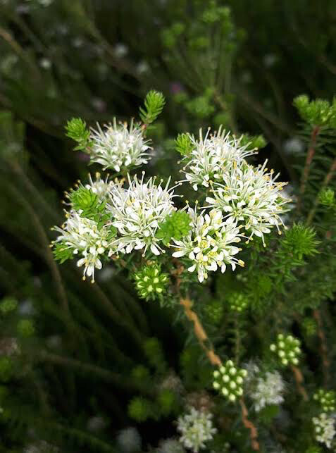 Agathosma Apiculata