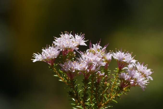 Agathosma Cerefolium