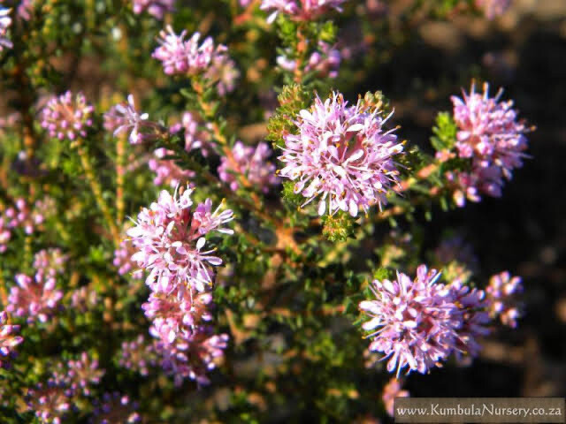 Agathosma Glabrata