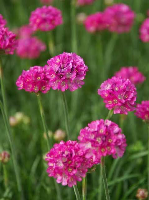 Armeria mar. Düsseldorf Pride