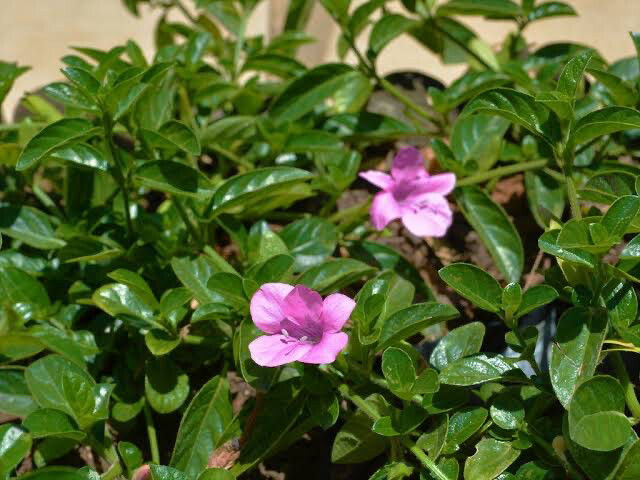 Barleria Repens Tickle Pink