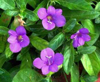 Barleria Repens Purple Prince