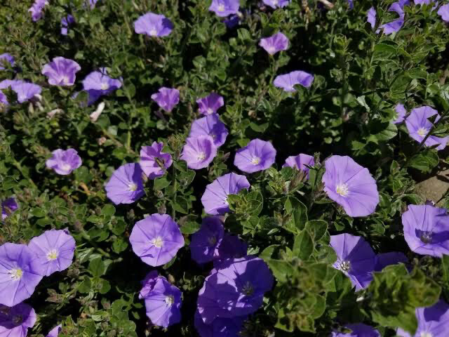 Convolvulus Mauritanicus