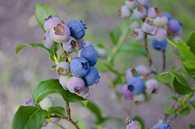 Blueberry Biloxi