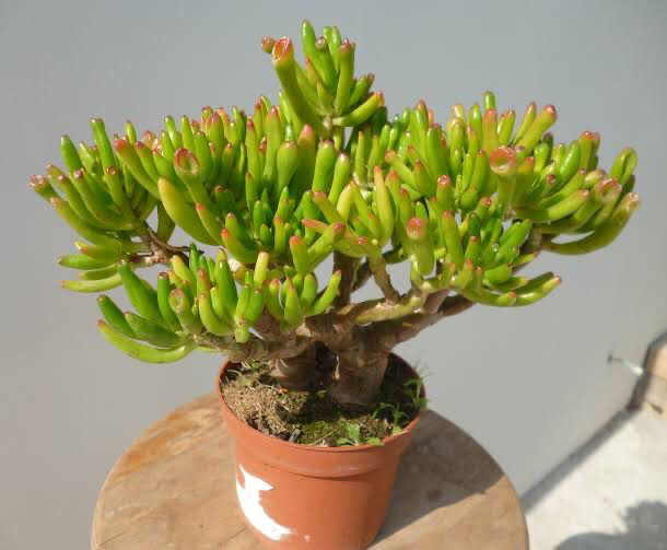 Crassula Ovata ‘Lady’s Fingers’